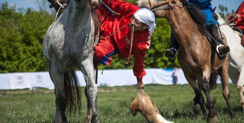 Көкпар камшы