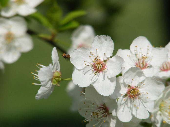 Цветущая яблоня